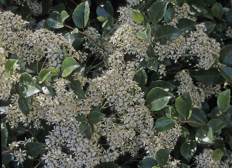 Olearia arborescens