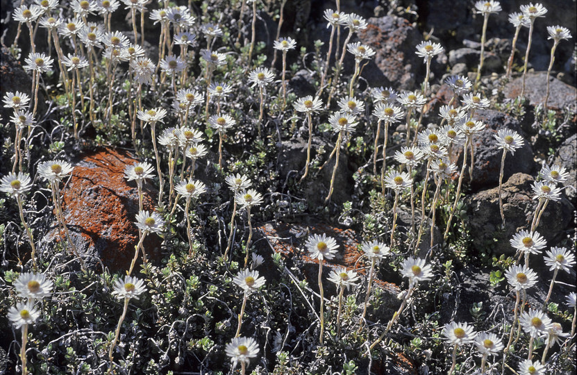 Helichrysum bellidioides