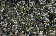 Helichrysum bellidioides