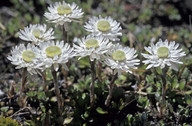 Helichrysum bellidioides