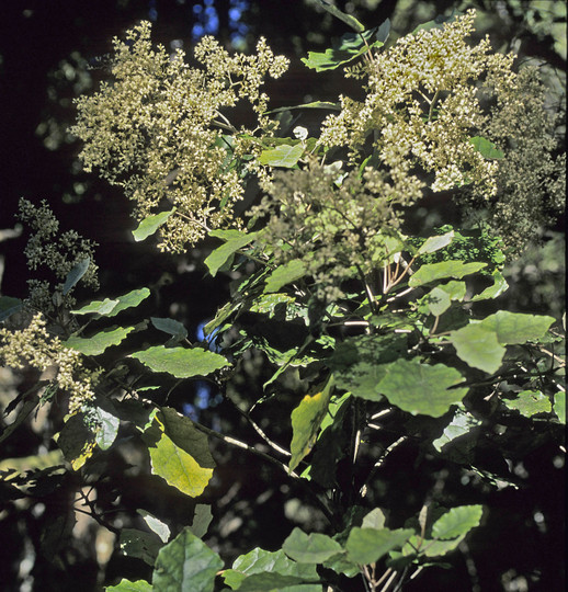 Brachyglottis repanda