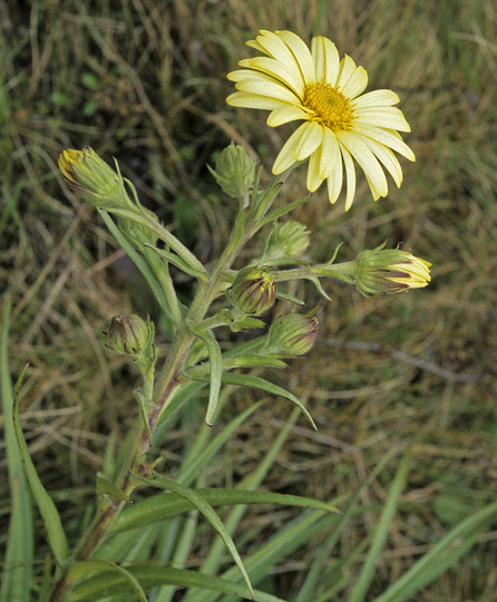 Dolichoglottis lyallii