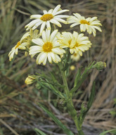 Dolichoglottis lyallii