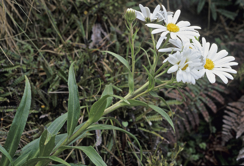 Dolichoglottis scorzoneroides