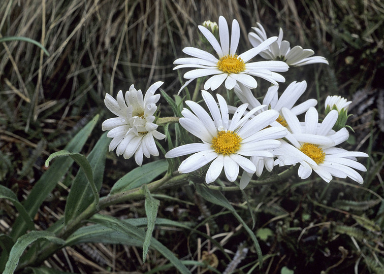 Dolichoglottis scorzoneroides