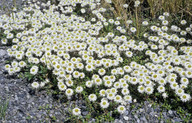 Helichrysum bellidioides