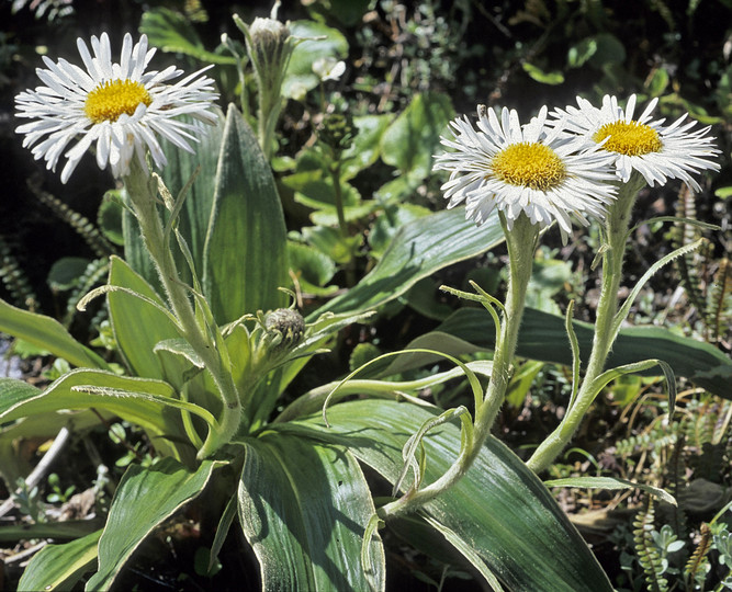 Celmisia verbascifolia