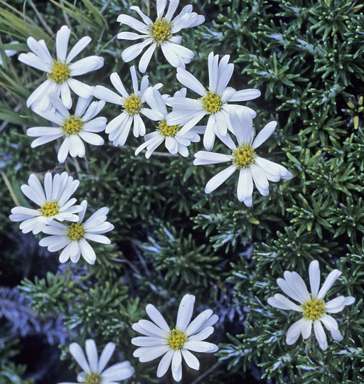 Celmisia sessiliflora