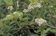 Olearia sp.