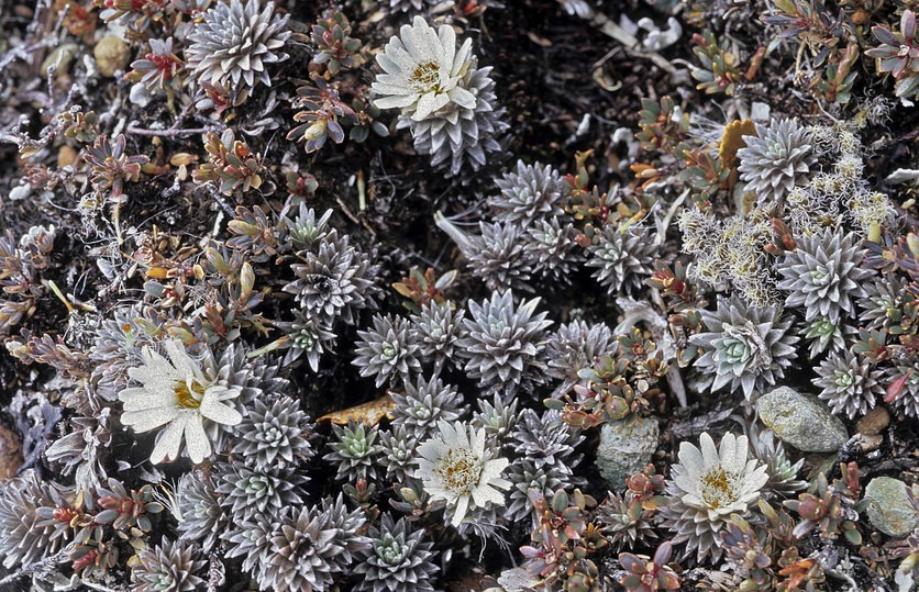 Raoulia grandiflora