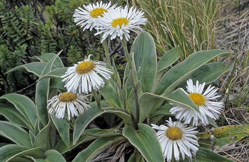 Celmisia verbascifolia