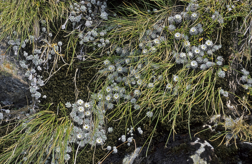 Raoulia grandiflora