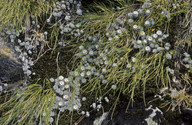 Raoulia grandiflora