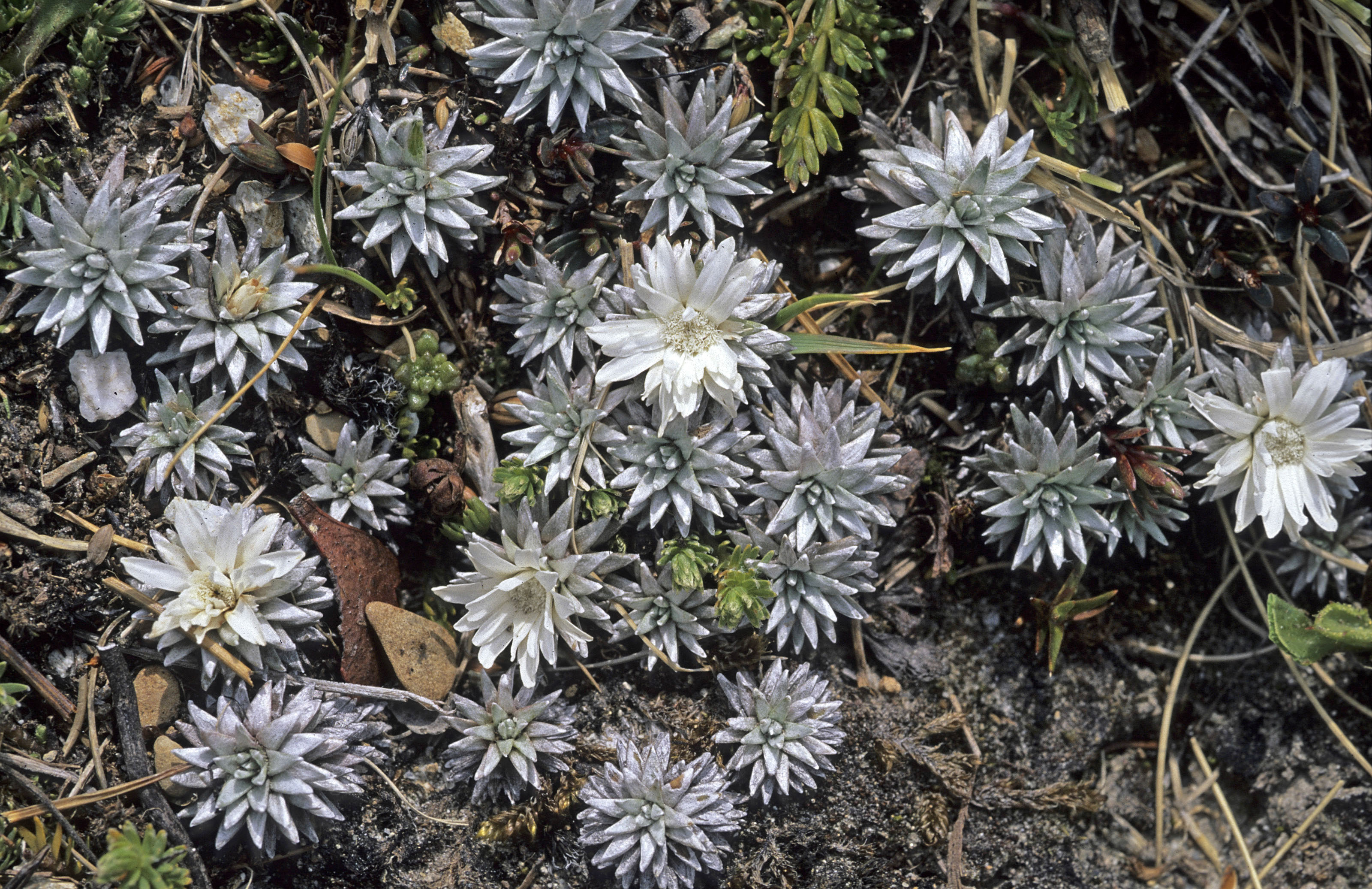 Raoulia grandiflora