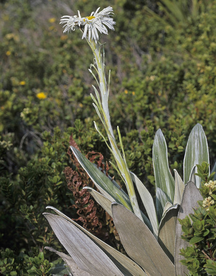 Celmisia coriacea