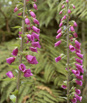 Digitalis purpurea