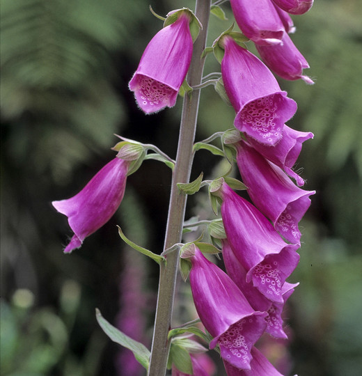 Digitalis purpurea