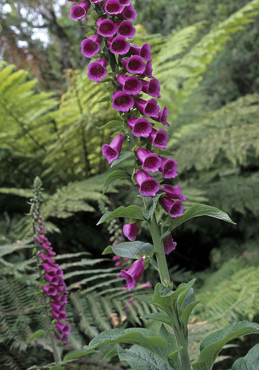 Digitalis purpurea