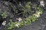 Ourisia vulcanica