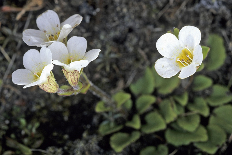 Ourisia vulcanica