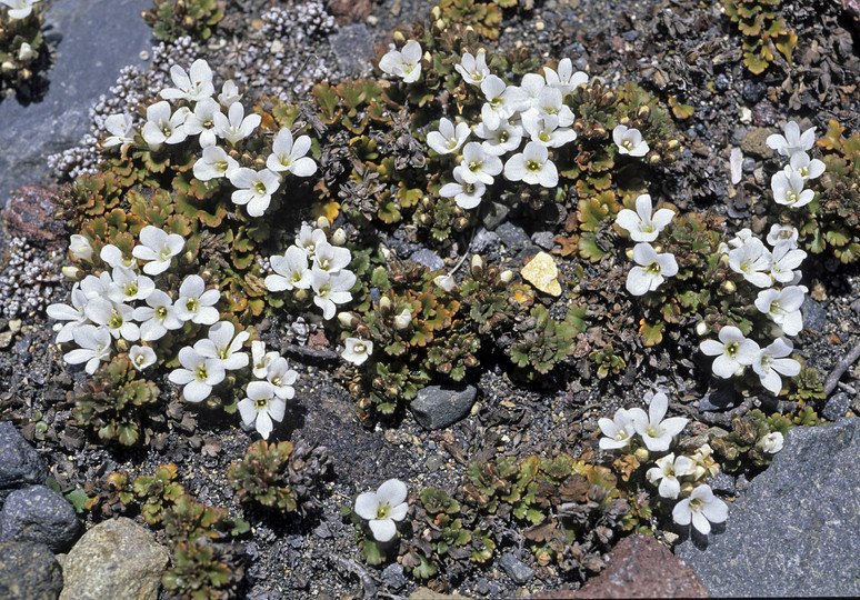 Parahebe spathulata?