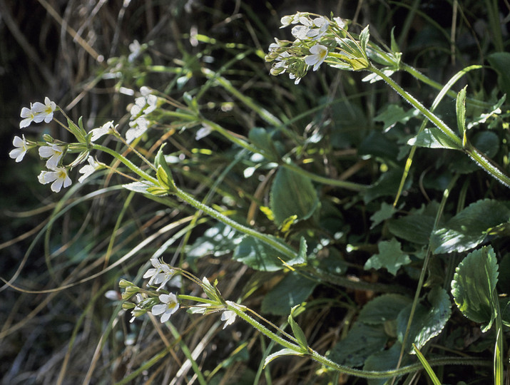 Ourisia macrophylla