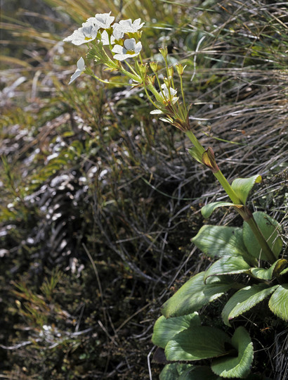 Ourisia macrocarpa var. calycina