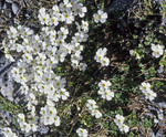 Ourisia caespitosa