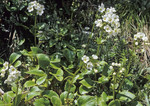 Ourisia macrocarpa var. calycina
