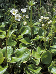 Ourisia macrocarpa var. calycina