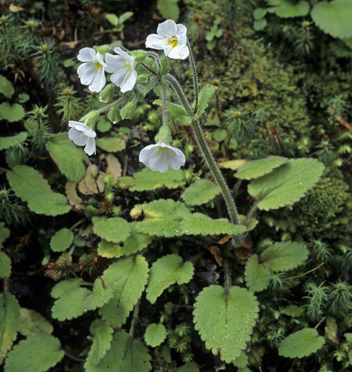 Ourisia macrophylla var. lactea