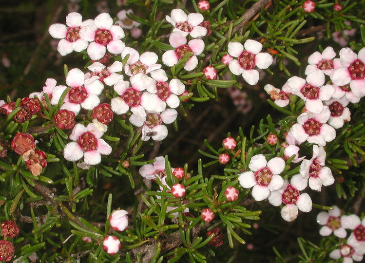 Astartea fascicularis