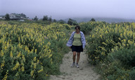 Lupinus arboreus