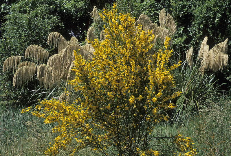 Cytisus scoparius