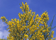 Cytisus scoparius