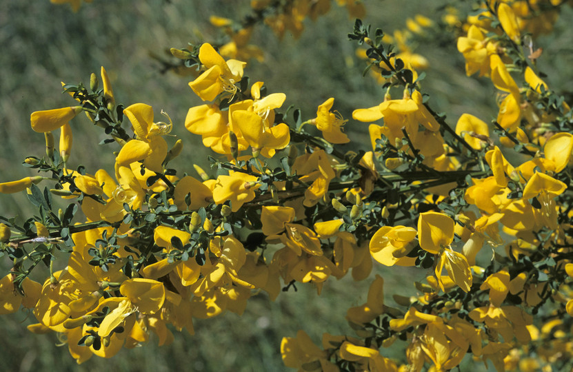 Cytisus scoparius