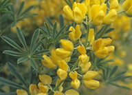 Lupinus arboreus