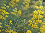 Lupinus arboreus