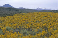 Cytisus scoparius