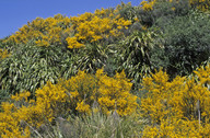 Cytisus scoparius