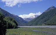 Lupinus polyphyllus