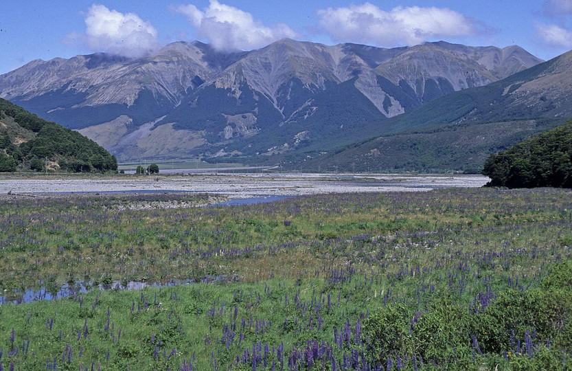 Lupinus polyphyllus