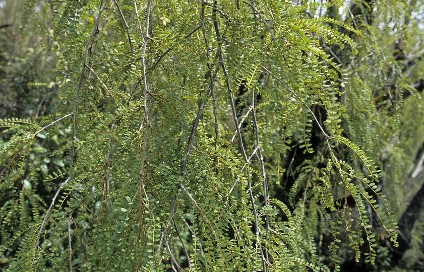 Sophora microphylla