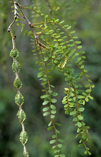 Sophora microphylla