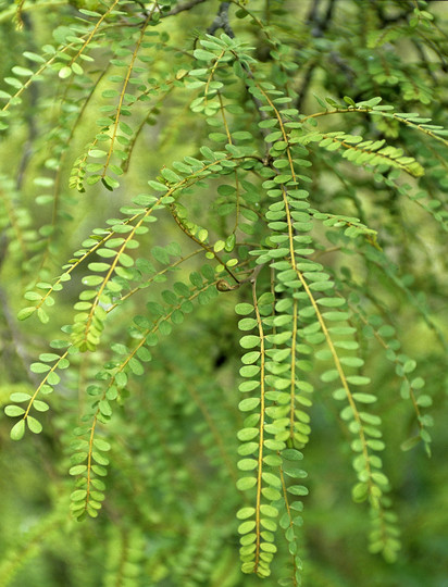 Sophora microphylla