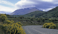 Lupinus arboreus