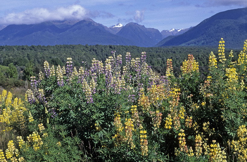 Lupinus arboreus x polyphyllus