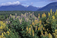 Lupinus arboreus x polyphyllus