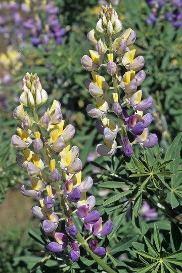 Lupinus arboreus x polyphyllus