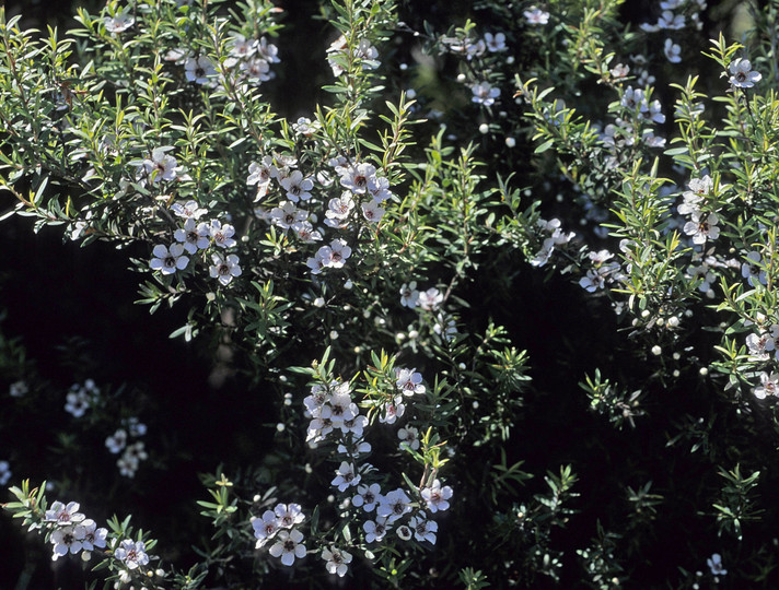 Leptospermum scoparium